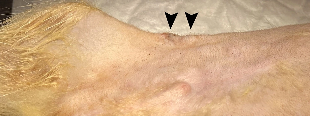 paniculitis en perros - Qué es la paniculitis en perros y cuál es su tratamiento