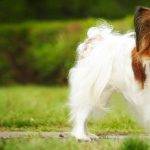 Qué características distinguen al Papillon de pelo corto