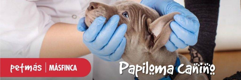 papiloma boca perro - Papiloma en perros: Causas, síntomas y tratamiento