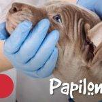 Papiloma en perros: Causas, síntomas y tratamiento