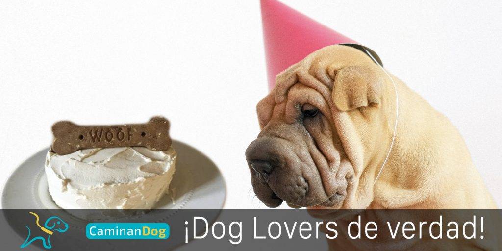 pastel para perros casera - Recetas de pastel casero para consentir a tu perro