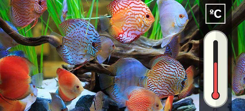 peces acuario agua calida - 20 peces de agua cálida fáciles para acuarios nuevos