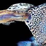 Qué peces son compatibles con los guppys en tu acuario