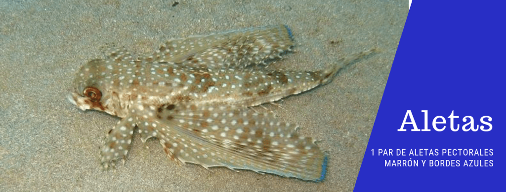 peces con alas - Características y curiosidades del Pez Volador Rojo