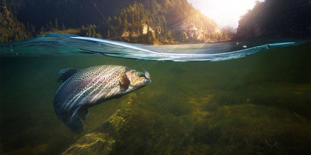 peces de rio - Cuáles son los peces de río más comunes en España