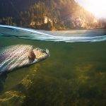 Cuáles son los peces de río más comunes en España