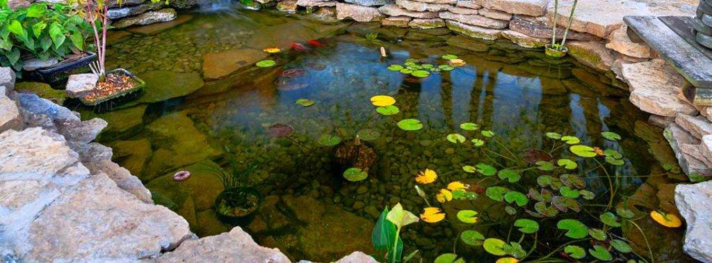 peces en un estanque - Qué peces son ideales para un estanque exterior en tu jardín