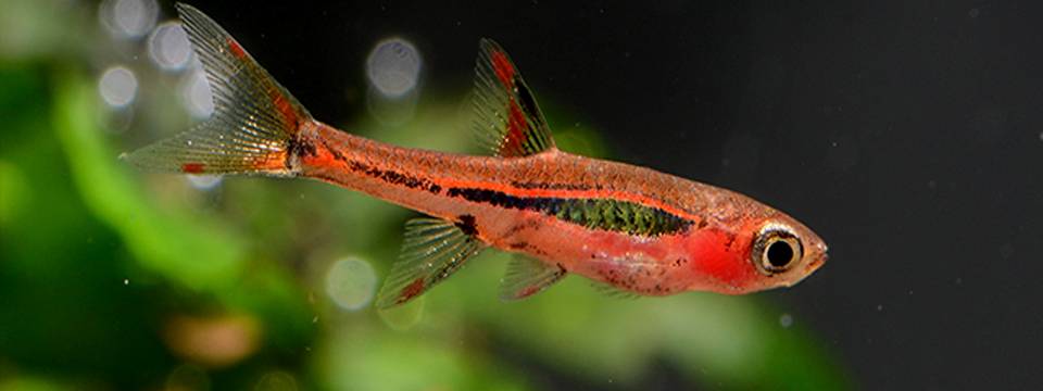 peces para acuarios pequenos - Cuáles son los mejores peces para peceras pequeñas