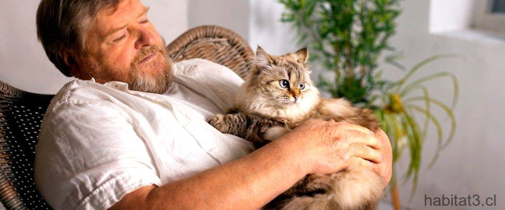 pelo apelmazado en gatos 1 - Cómo prevenir que el pelo de tu gato se apelmace