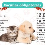 Vacuna Pentavalente para Gatos: Beneficios y Efectos