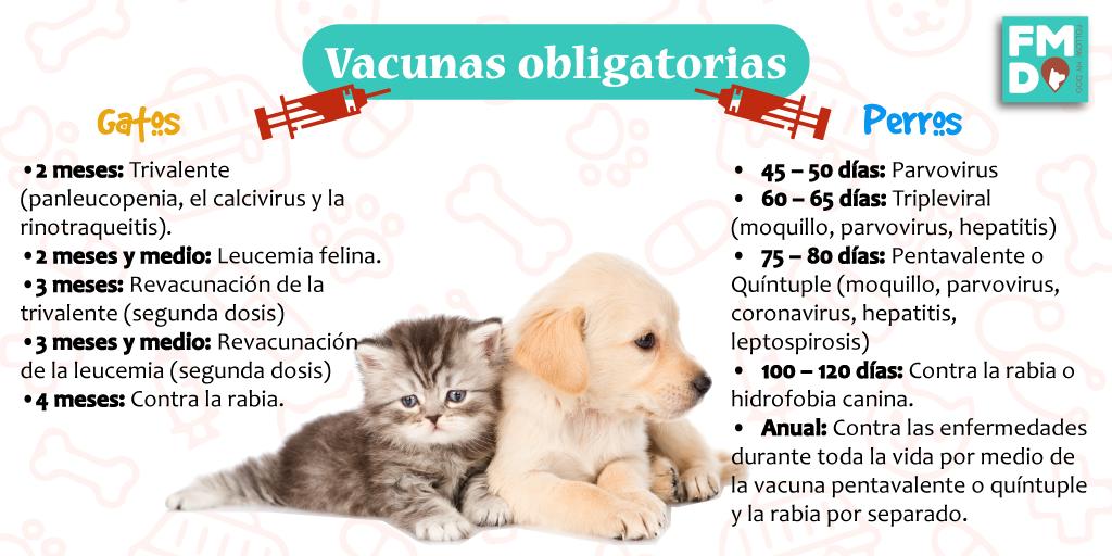 pentavalente gatos - Vacuna Pentavalente para Gatos: Beneficios y Efectos