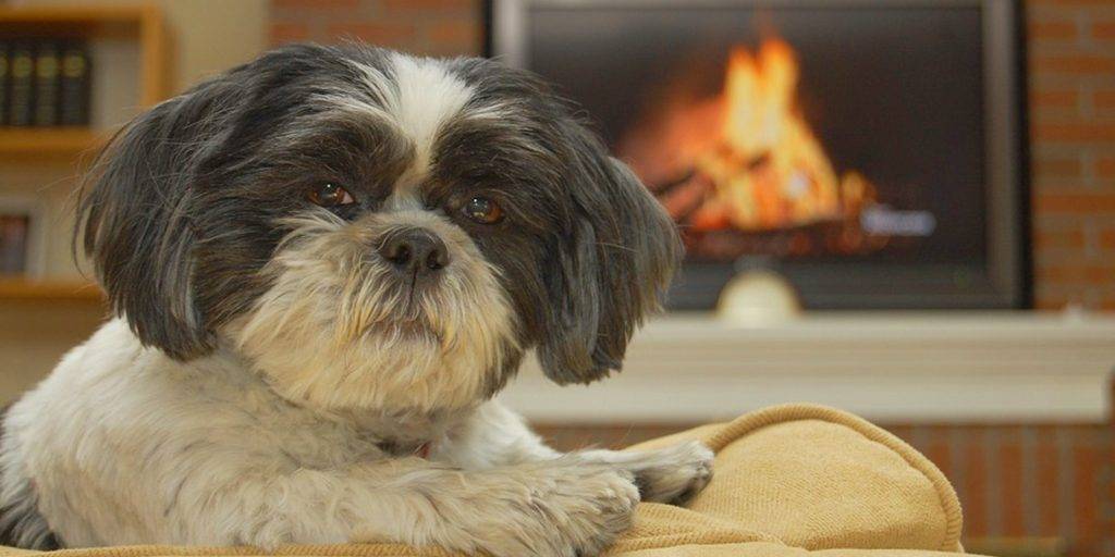 pequeno perro leon - Pequeño Perro León: Características y Fotos Inusuales