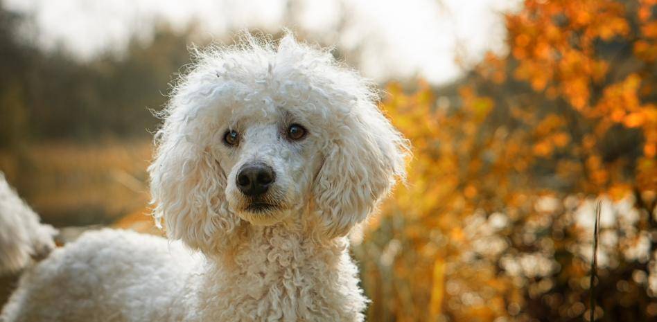 perra con pelo largo - Las 10 razas de perros con pelaje largo más populares