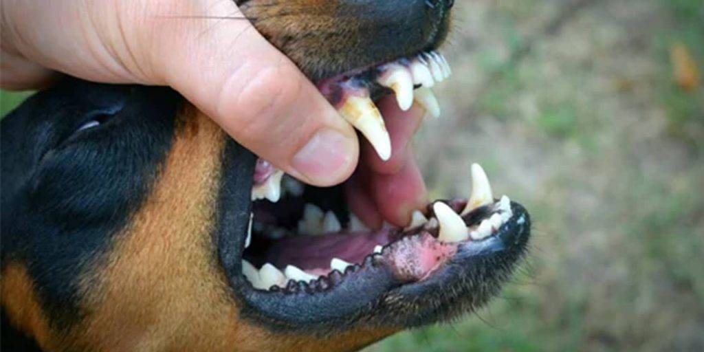 perrito sin dientes - Qué cuidados si mi yorkshire pierde los dientes