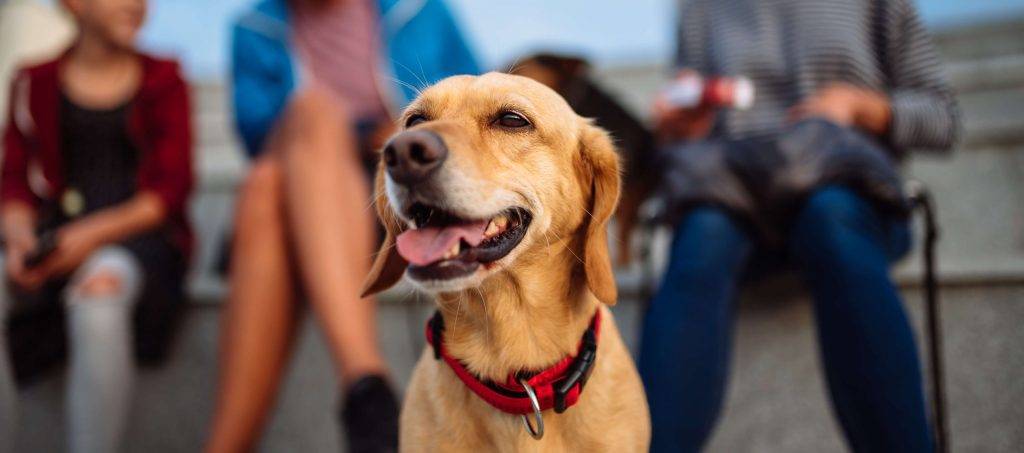 perro adoptado 1 - Cómo educar a un perro adoptado de forma adecuada