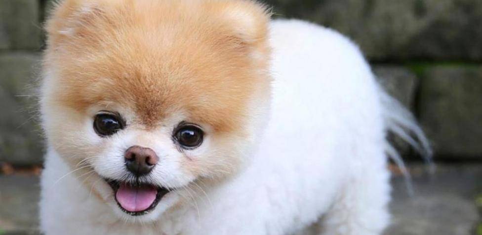 perro adorable - Cuáles son las 10 razas de perros más tiernas que existen