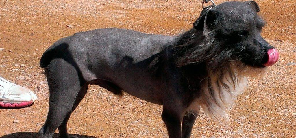 perro alopecico - Cuáles son las 10 razas de perros sin pelo más fascinantes