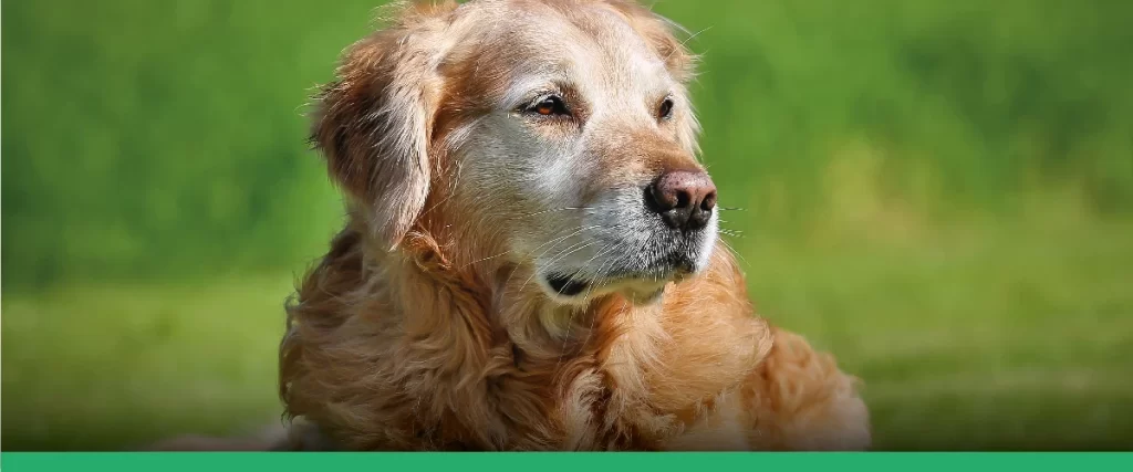 perro anciano - Cómo cuidar a un perro mayor de forma adecuada y cariñosa