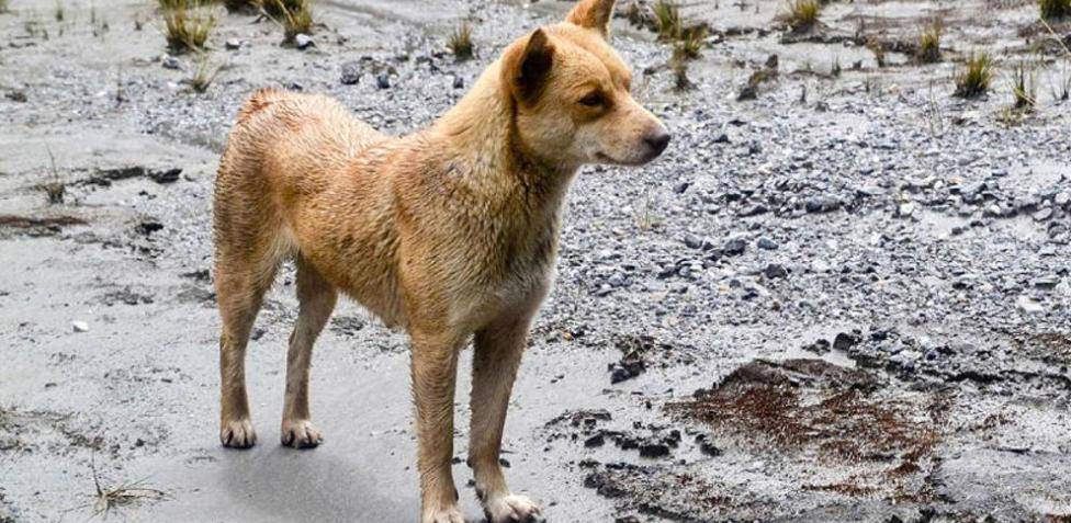 perro antiguo - Cuáles son las razas de perros más antiguas y puras del mundo