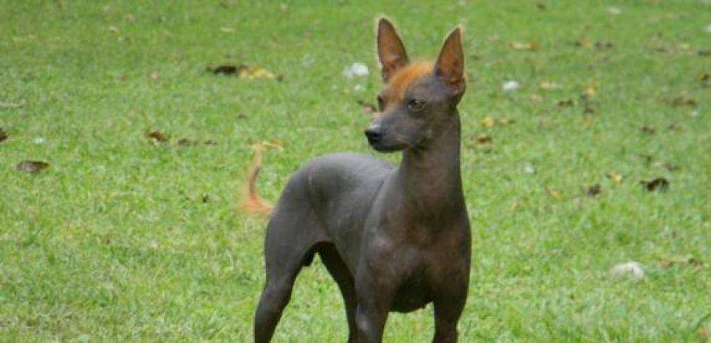 perro calvo del peru - Origen y características del perro calvo del Perú