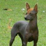 Origen y características del perro calvo del Perú