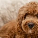 Qué características tienen los perros Cavapoo y cómo son como mascotas