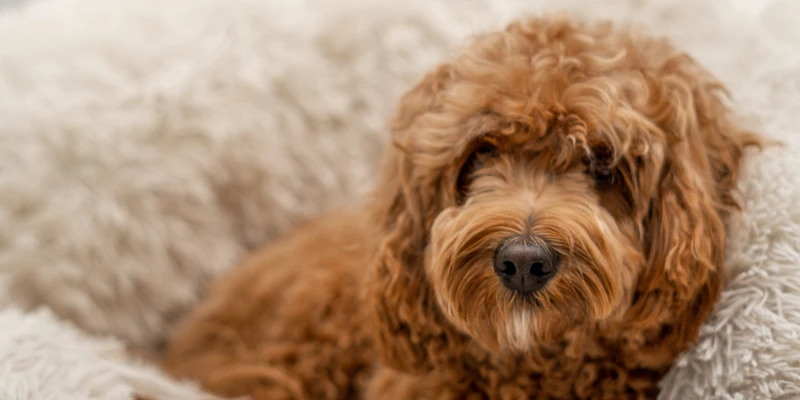 perro cavapoo - Qué características tienen los perros Cavapoo y cómo son como mascotas