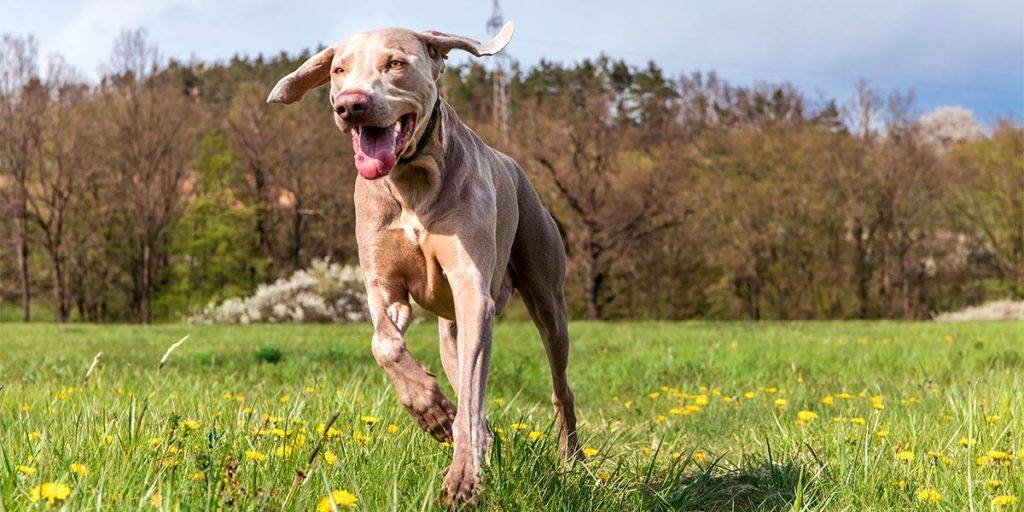 perro caza razas - Cuáles son las mejores razas de perros para cazar