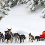 Conoces las mejores razas de perros de nieve y trineo