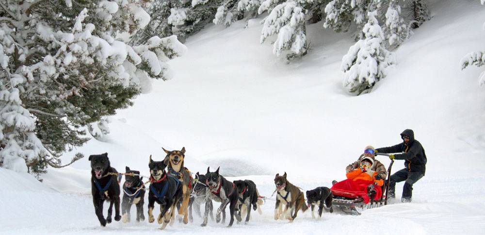 perro con trineo - Conoces las mejores razas de perros de nieve y trineo