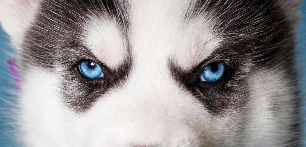 perro con un ojo de cada color - Por qué algunos perros tienen ojos de colores diferentes