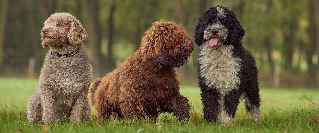 perro de agua portugues y espanol diferencias - Diferencias entre perro de agua portugués y español