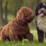 Diferencias entre perro de agua portugués y español