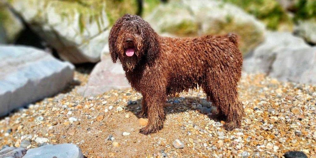 perro de aguas pelo largo - Cómo cuidar el pelo largo de un perro de aguas español