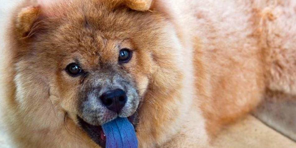 perro de la lengua azul - Cuáles son las razas de perros con lengua azul