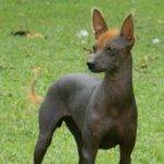 Qué características destacan al Perro Pila Argentino