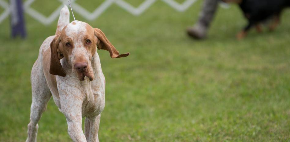 perro de raza italiana - Razas de perros italianos y diversidad en Italia