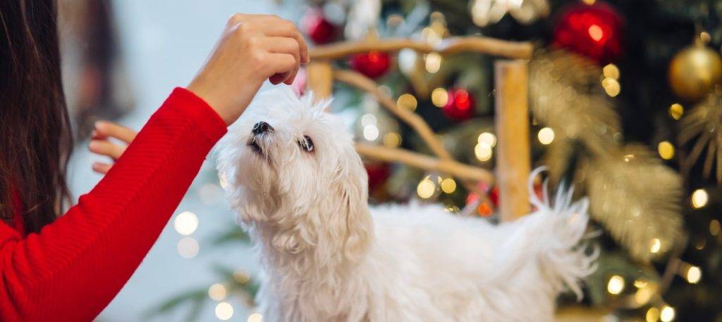 perro empachado - Cómo tratar el empacho en perros de forma natural