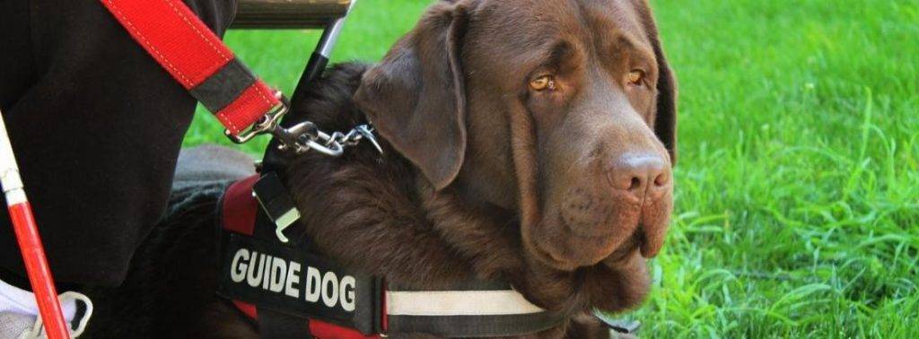 perro guia raza - Qué debes saber sobre perros guía antes de adoptar