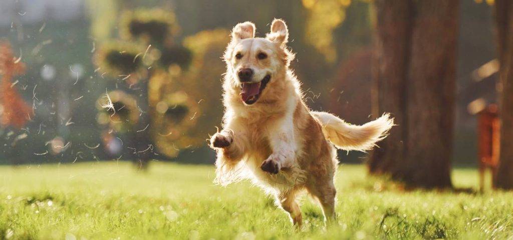 perro hiperactivo - Cómo controlar a un perro hiperactivo