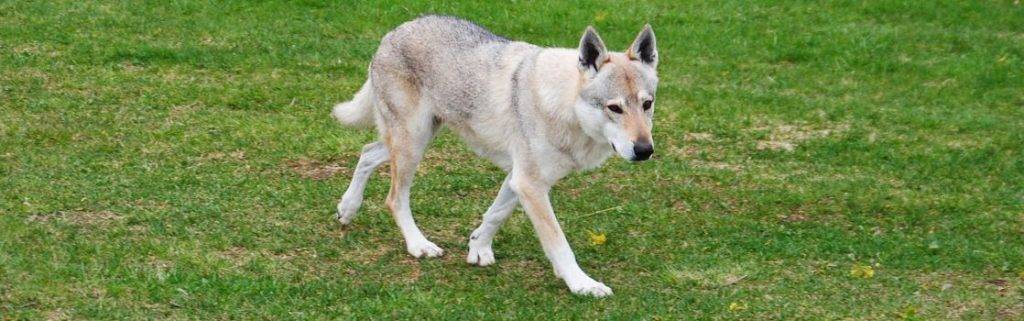 perro lobo checoslovaco caracter - Perro lobo checoslovaco: todo lo que necesitas saber