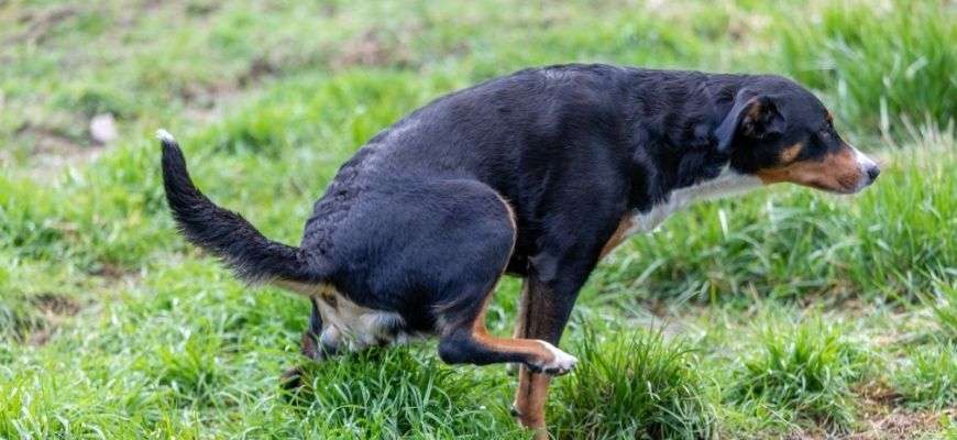 perro marca - Cómo prevenir que un perro marque territorio dentro de casa