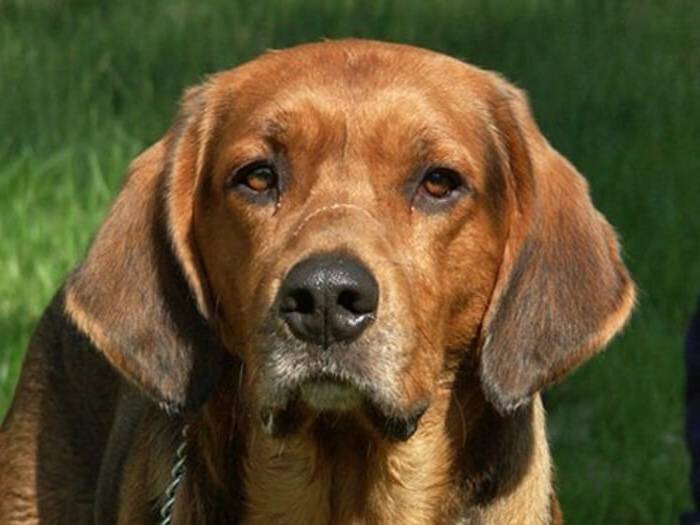 Perros musculosos razas sabueso polaco