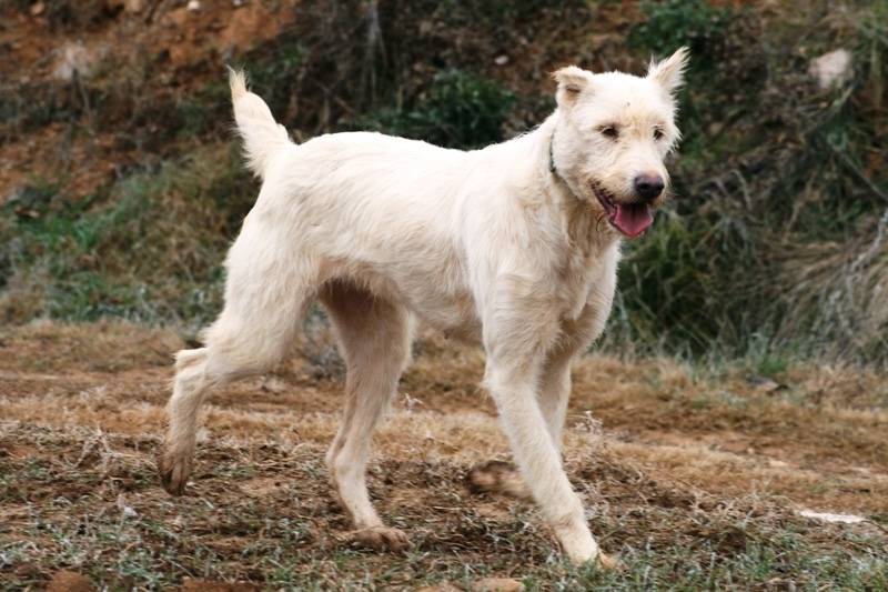 perro musculoso raza valdueza - Perros musculosos: razas impresionantes y fotos impactantes