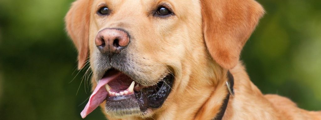 perro parecido al labrador - Cuáles son los 6 tipos de Retriever similares al Labrador