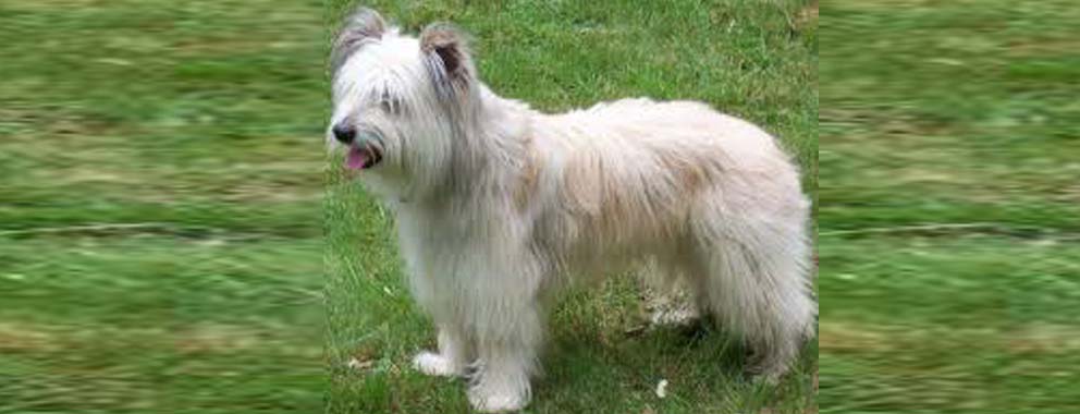 perro pastor de los pirineos de pelo largo - Conoces al perro pastor de los Pirineos de pelo largo