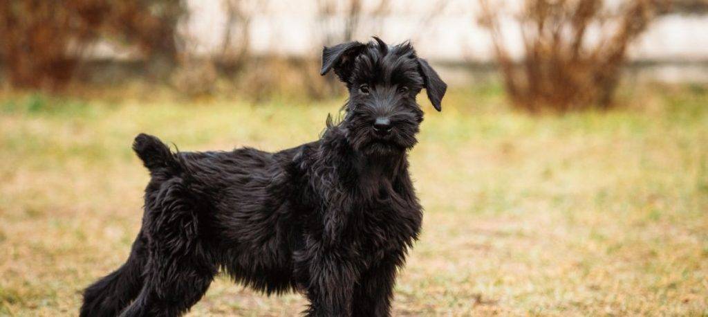 perro pelo duro - Mejores razas de perros de pelo duro para todas las tallas