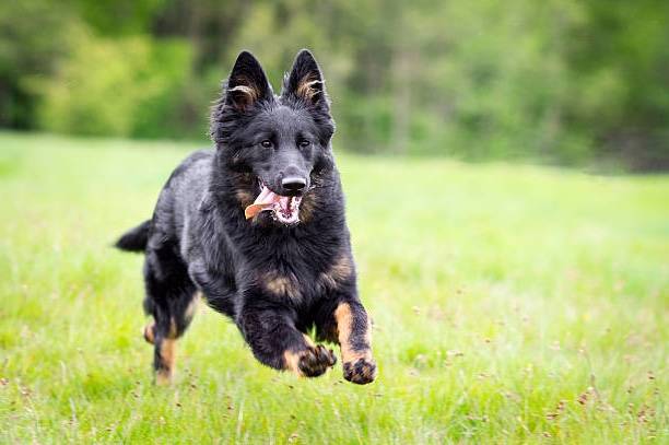 Perro musculado raza chodsky