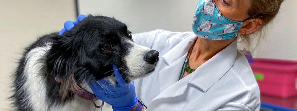 perro tumor cerebral - Cómo identificar y tratar un tumor cerebral en perros