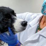 Cómo identificar y tratar un tumor cerebral en perros